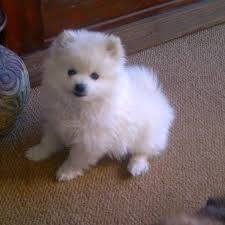 Black And White Maltese Pomeranian Mix Maltese Chihuahua Pomeranian Mix Puppies Car Tuning Pomeranian Mix Puppies Pomeranian Chihuahua Mix Pomeranian Mix
