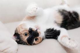 Persians, for instance, tend to. When Is A Cat And Adult And When Do They Stop Growing