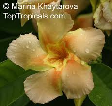 Image result for Marsdenia macrantha