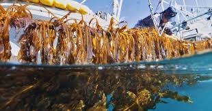It is notably the most prominent part of asian diets for the longest time, particularly in japan, korea, and china. Big In Japan But Can Seaweed Conquer The Rest Of The World Too The Fish Site