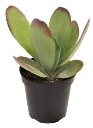 It grows 2 feet tall. Kalanchoe Luciae Flapjacks Kalanchoe Luciae Succulents Drought Tolerant Plants