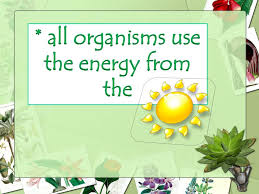 Living organisms use two major types of energy storage. Ppt How Do Organisms Get Their Energy Powerpoint Presentation Free Download Id 1597305