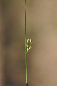 Image result for Juncus bufonius