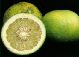 Pummelo (noun) southeastern asian tree producing large fruits resembling grapefruits. Pomelo Pummelo Chinese Grapefruit Shaddock Pumelo Pommelo And Pompelmous