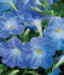 Sale Shop In 2021 Petunias Annual Flowers Flower Garden Plans