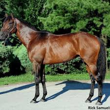 Grade 1 Winner Majestic Harbor Dies Suddenly At Age 14