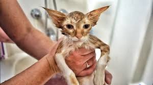 The Meaning And Symbolism Of The Word Kitten