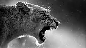 What you need to know is that these images that you add will neither increase nor decrease the speed of your computer. 4k Lion Wallpaper For Pc 3840x2160 Download Hd Wallpaper Wallpapertip