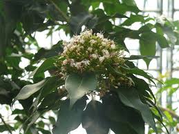 Image result for Volkameria glabra