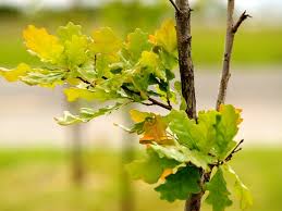 Именины, памятные даты, народный календарь, кто родился и умер в этот день. Kakoj Segodnya Cerkovnyj Prazdnik Po Pravoslavnomu Kalendaryu 2021