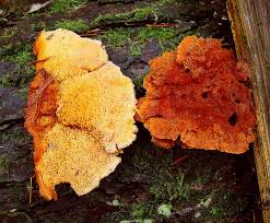 Image result for Pycnoporellus alboluteus