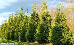 Compare prices & read reviews. Planting And Growing The Thuja Green Giant Arborvitae Greenwood Nursery