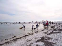 Dog Beach Honeymoon Island Dogbeach Dogbeachdunedin Honeymoonisland Honeymoon Island Beach Honeymoon Beach