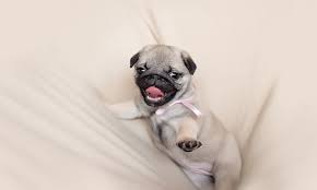 Pugs For Sale: How to Find a Reputable Pug Breeder (and not get scammed!) -  Boogie the Pug