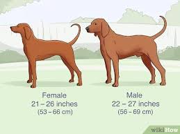 Maybe you would like to learn more about one of these? 3 Ways To Identify A Redbone Coonhound Wikihow