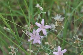 Image result for Iphigenia pauciflora