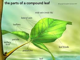Download 291 labelled diagram stock illustrations, vectors & clipart for free or amazingly low rates! Well Labeled Diagram Of A Leaf Data Diagram Medis