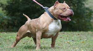 Chó pitbull nhập khẩu từ mỹ hoặc các nước châu âu thì 100% đều có giấy chứng nhận của nước sở tại. Tá»« Vá»¥ Cho Pitbull Cáº¯n Cháº¿t NgÆ°á»i á»Ÿ Long An Cáº§n Lam Gi Ä'á»ƒ á»©ng Pho Khi Chung Ná»•i Ä'ien