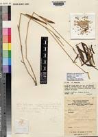 Image result for Centemopsis