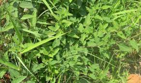 Image result for Lantana rugosa