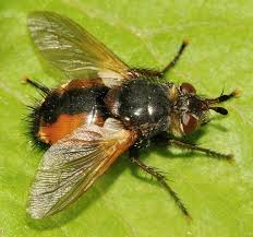 Maybe you would like to learn more about one of these? Diptera Info Discussion Forum Nowickia Ferox Tachina Cf Magnicornis Female