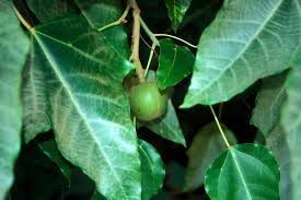 Image result for Aleurites