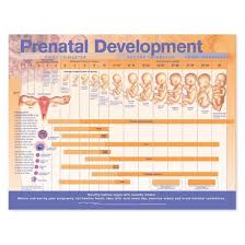 prenatal development chart laminated