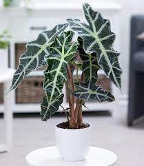 Alocasia Polly Amazon Sheild African Mask Live Plant 6 Pot Stunning Indoor Air Purifier Plants Alocasia Plant Hanging Plants Indoor