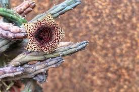 Image result for Huernia kirkii