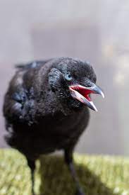 Baby Crows Do They Actually Need Your Help Edhat