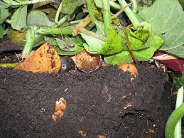 Limit the use of pesticides and avoid. Increase Biodiveristy In Your Garden Gardening 4 Kids