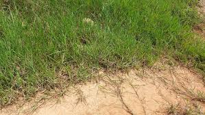 Image result for Urochloa dictyoneura