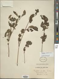 Image result for Phaulopsis