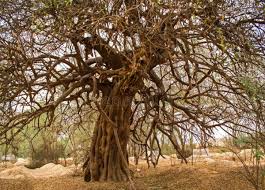 Image result for Salvadora