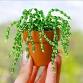 Beaded Plant Craft