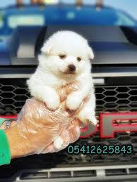 Bestdog Heaven Bursa Kopek Ciftligi Kopek Ilanlari Yavru Kopek