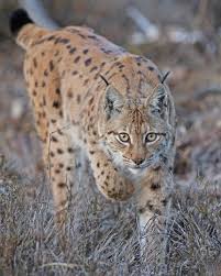 Image result for Megalochlamys