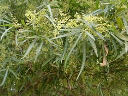 Image result for Searsia lancea