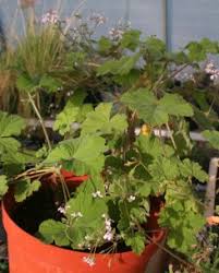 Image result for Pelargonium grossularioides
