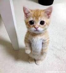 Image result for cute kittens