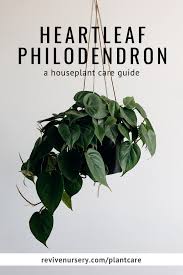 Heartleaf Philodendron Philodendron Scandens Oxycardium Houseplant Academy Houseplant Courses And Education For The Indoor Plant Person In 2020 House Plant Care Philodendron Plant Philodendron