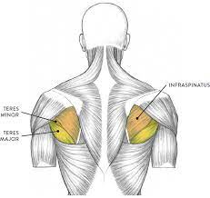 Torso/back muscle rotates the arm medially. Muscles Of The Neck And Torso Classic Human Anatomy In Motion The Artist S Guide To The Dynamics Of Figure Drawing