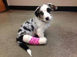 Pin By Children S Orthopaedics Of Atl On Puppy Dogs Animal Antics I Love Dogs Animals