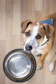 Pro Life Pet Rescue - PLEASE HELP! We feed over 130 animals daily and this  requires A LOT of food. Our pet food levels are low.We know times are very  tough for