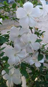White Hibiscus Hibiscus Plant Hibiscus Tree Beautiful Flowers Pictures