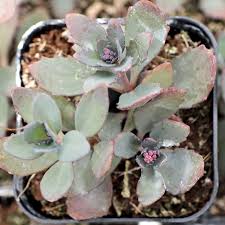 Sedum Sunsparkler® 'Plum Dazzled ...
