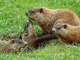 A Coterie Of Groundhogs Or A College Of Woodchucks Miniature Animals Prairie Dog Small Pets