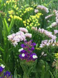 Pacific beim führenden marktplatz für gebrauchtmaschinen kaufen. Limonium Sinuatum Pacific Mixed Seeds 2 25 From Chiltern Seeds Chiltern Seeds Secure Online Seed Catalogue And Shop