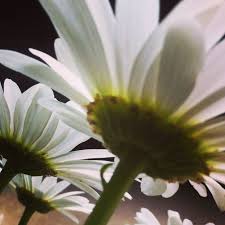 Daisy Angles Flower Power Plants Daisy