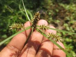 Image result for Cyperus cyperoides